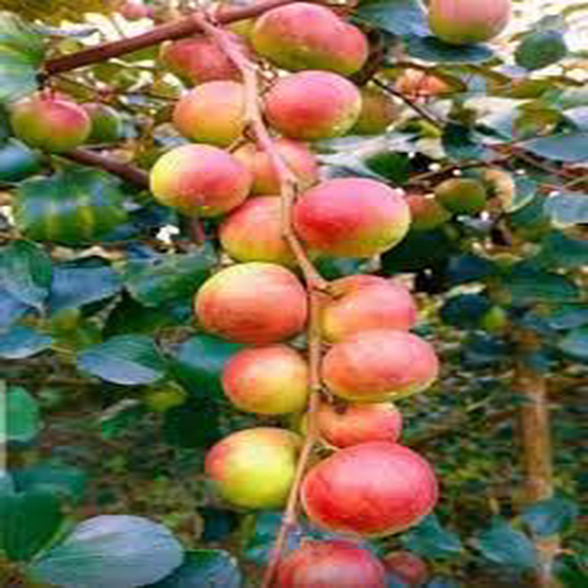 Apple Ber Ziziphus Fruit Seeds for Planting  Hardy, Nutritious Fruits, Heirloom & Non-GMO Seeds