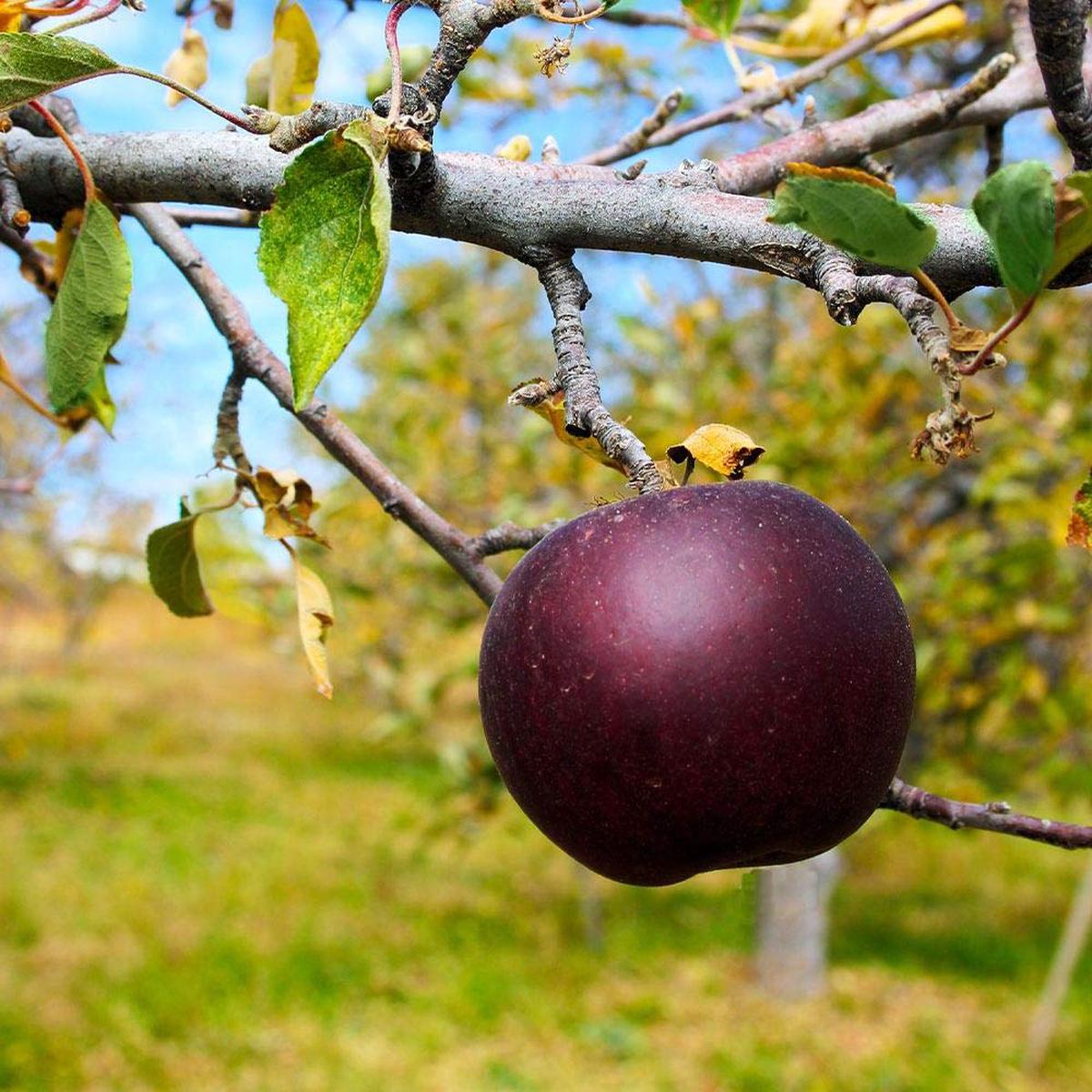 Arkansas Black Apple Seeds for Planting Crisp, Sweet & Long-Storing Apple Trees