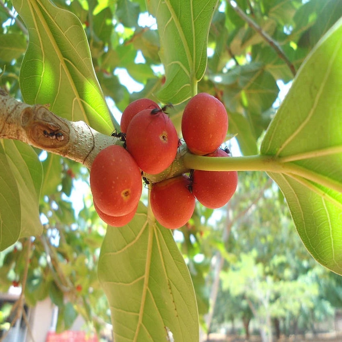 Banyan Tree Seeds for Planting Heirloom, Non-GMO, High Germination Sacred Fig Seeds for Bonsai or Garden