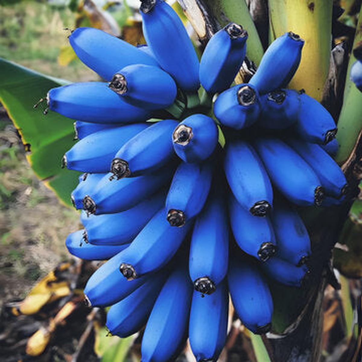 Blue Banana Fruit Seeds for Planting  Rare Exotic Variety, Heirloom & Non-GMO Seeds for Tropical Gardens