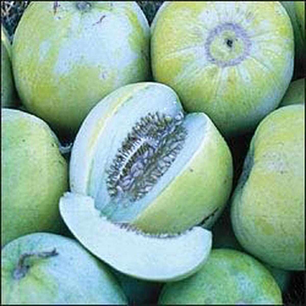 Blue Cantaloupe Fruit Seeds for Planting Heirloom, Non-GMO Seeds for Sweet & Unique Garden Melons
