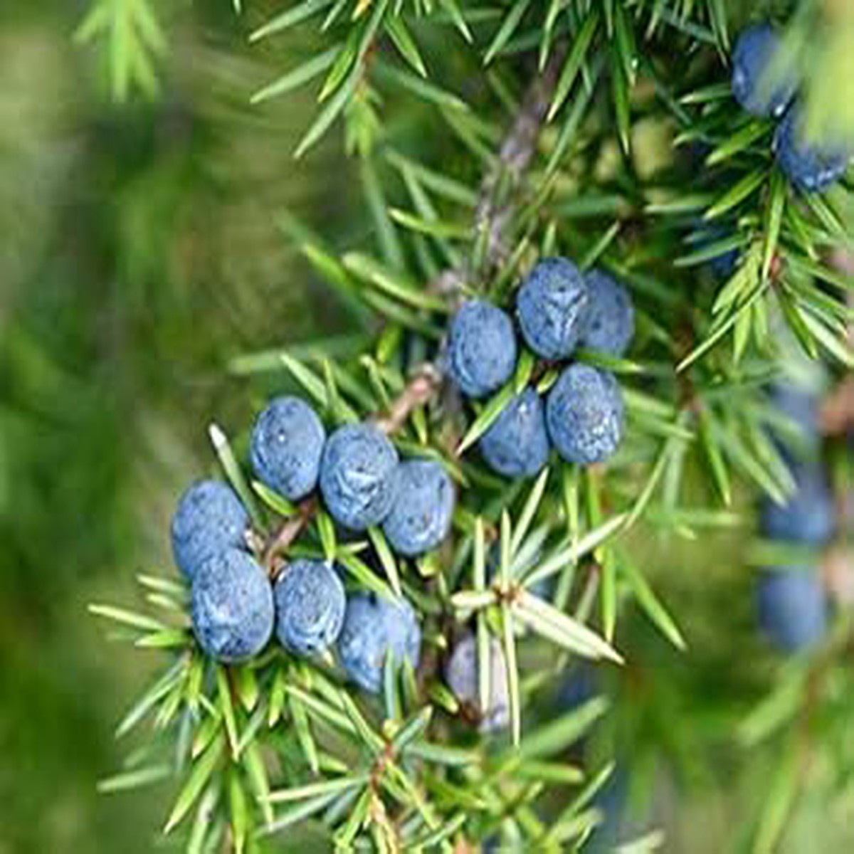 Blue Juniper Berry Seeds for Planting  Heirloom, Non-GMO, Unique Garden Berries for Home Garden