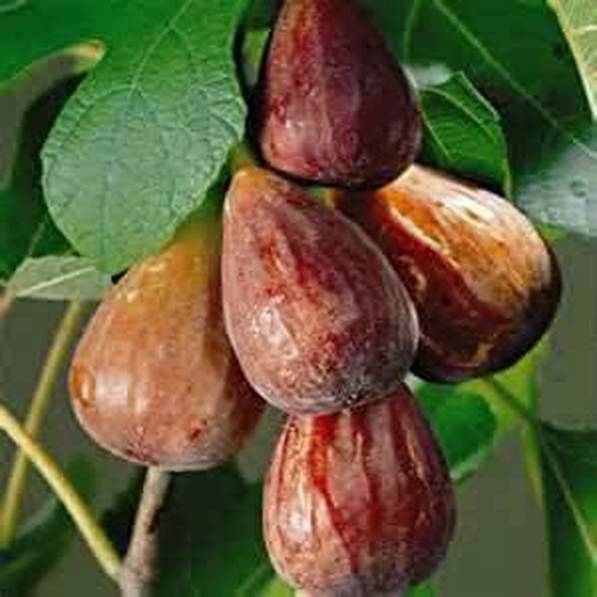Brown Turkish Fruit Seeds for Planting | Heirloom Non-GMO Organic Seeds for Unique Turkish Fruits
