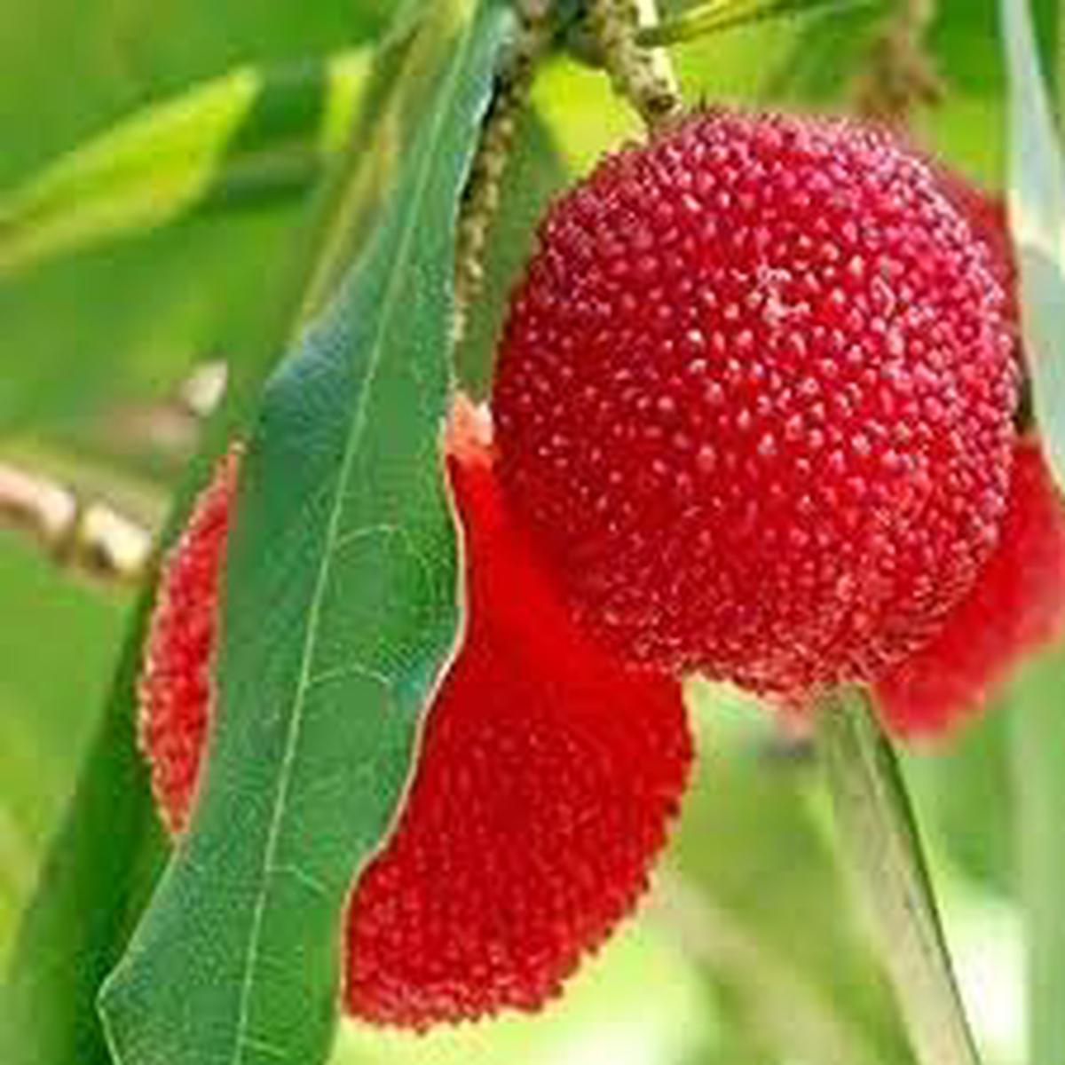 Waxberry Fruit Seeds for Planting Hardy, Prolific Berry Harvests, Heirloom, High Germination, Non-GMO Organic Garden Seeds