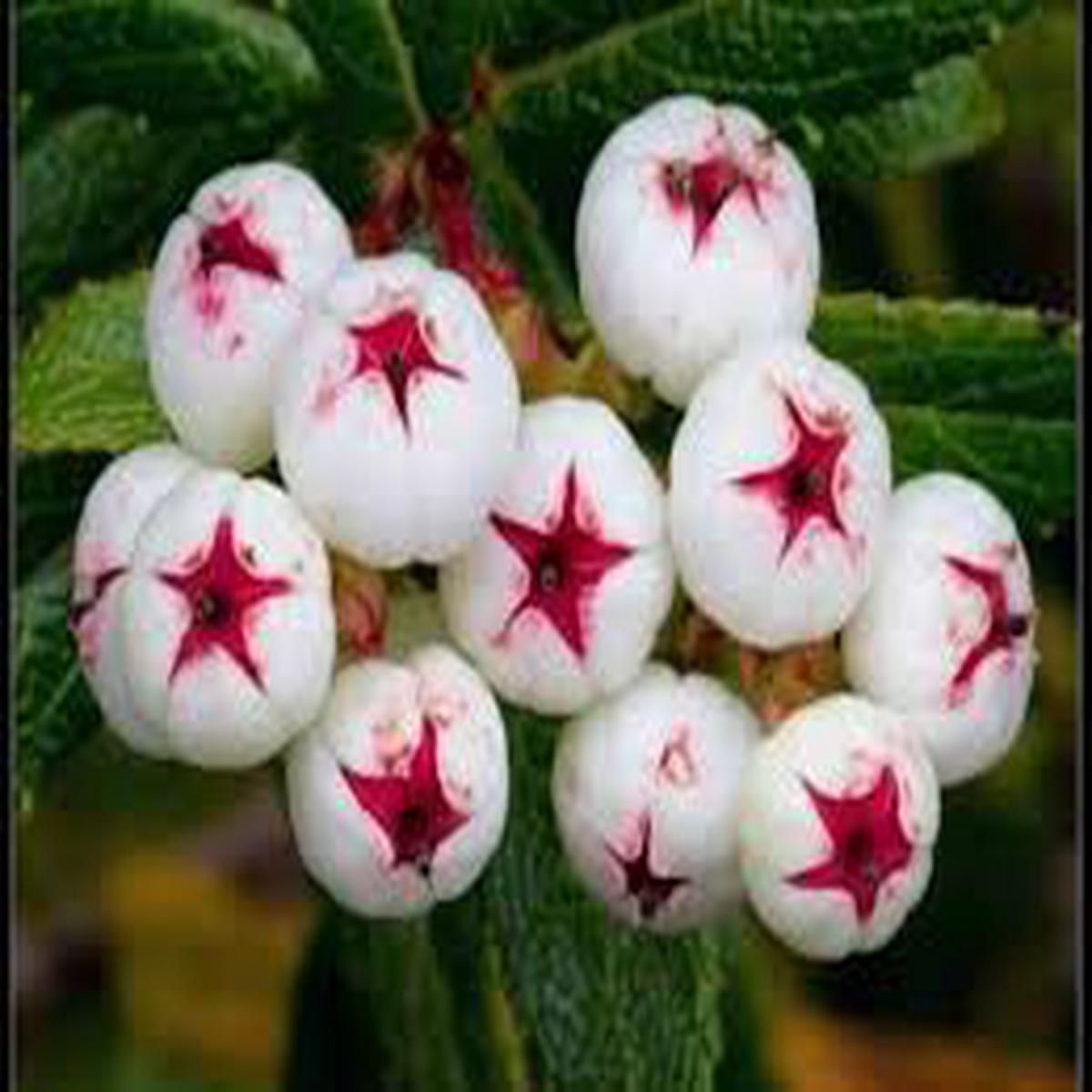 White Gaultheria hispida (Snow Berry) Seeds  Heirloom & Non-GMO Fruit Seeds for Hardy, Vibrant Landscape Berries