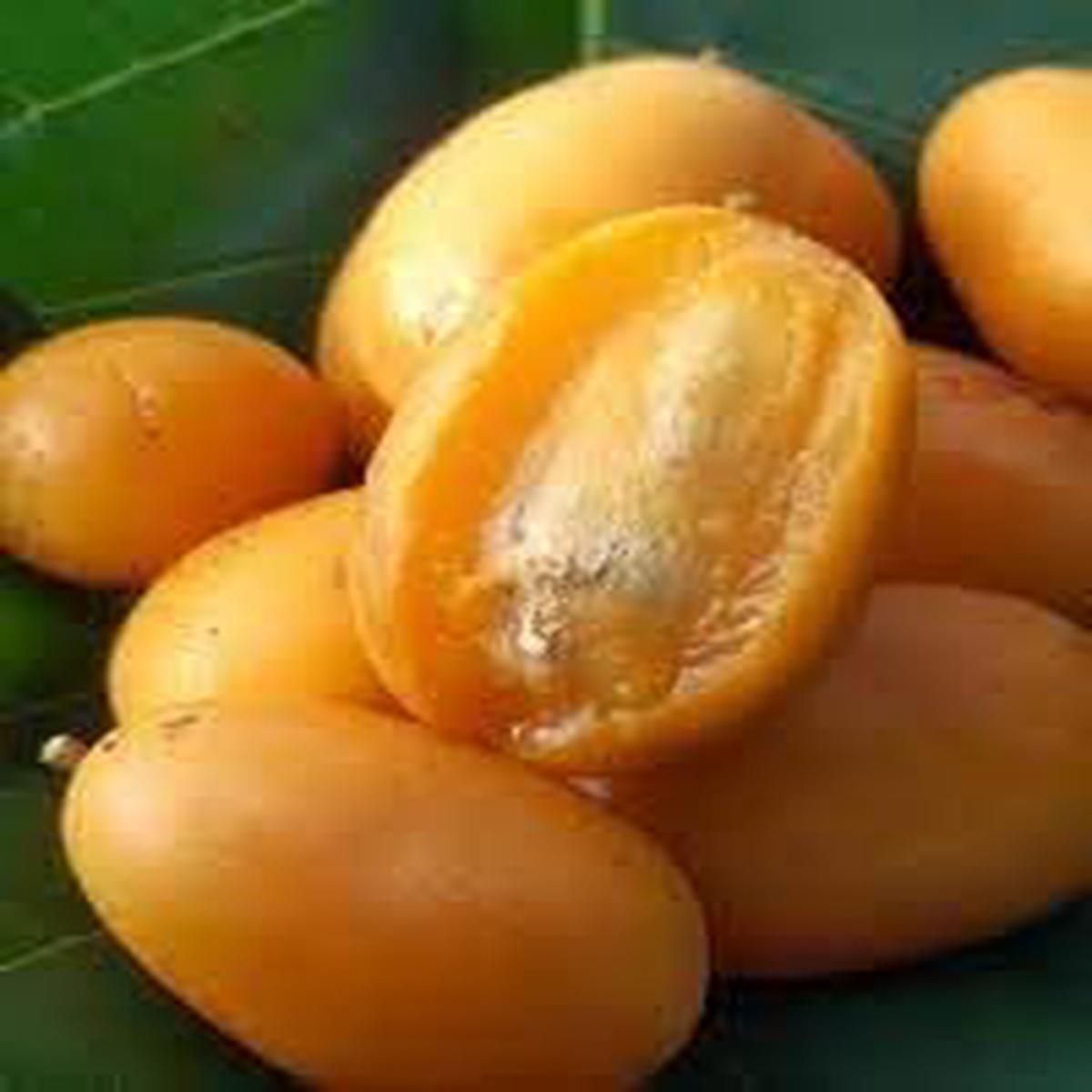 Yellow Spondias Fruit Seeds for Planting  Tropical Fruit Trees, Heirloom & Non-GMO, High Germination