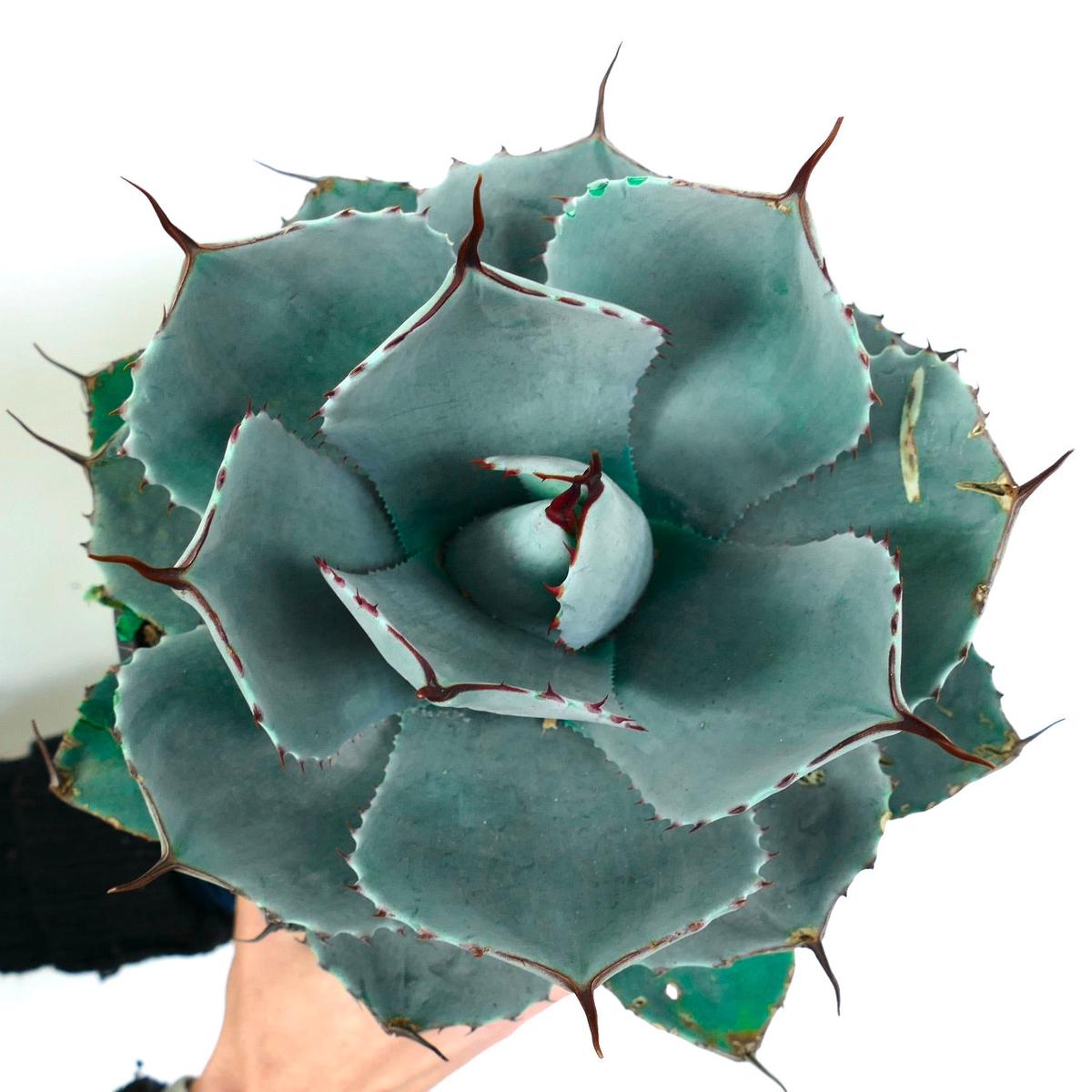 Agave parryi cv BLUE Huntington