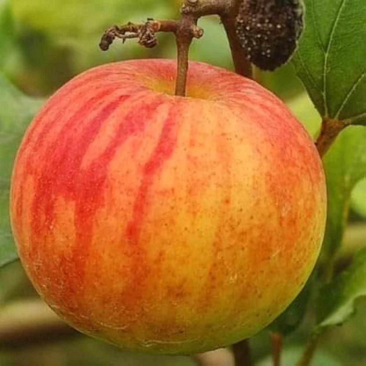 Ball Sundari Ber Apple Fruit Seeds for Planting  Heirloom, Non-GMO, High Germination Organic Garden Seeds