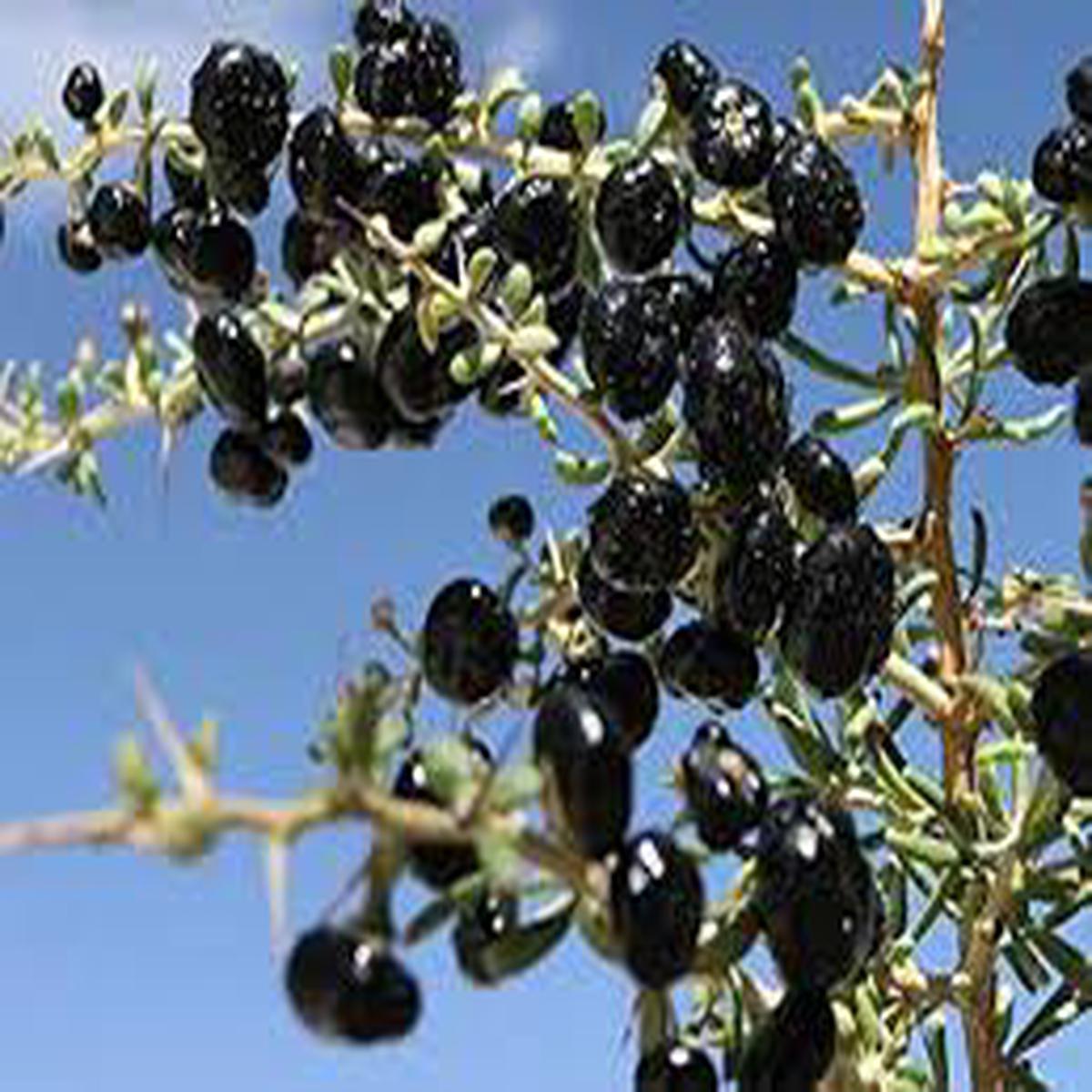 Black Goji Berry Fruit Seeds for Planting Heirloom Non-GMO High Germination Organic Garden Seeds
