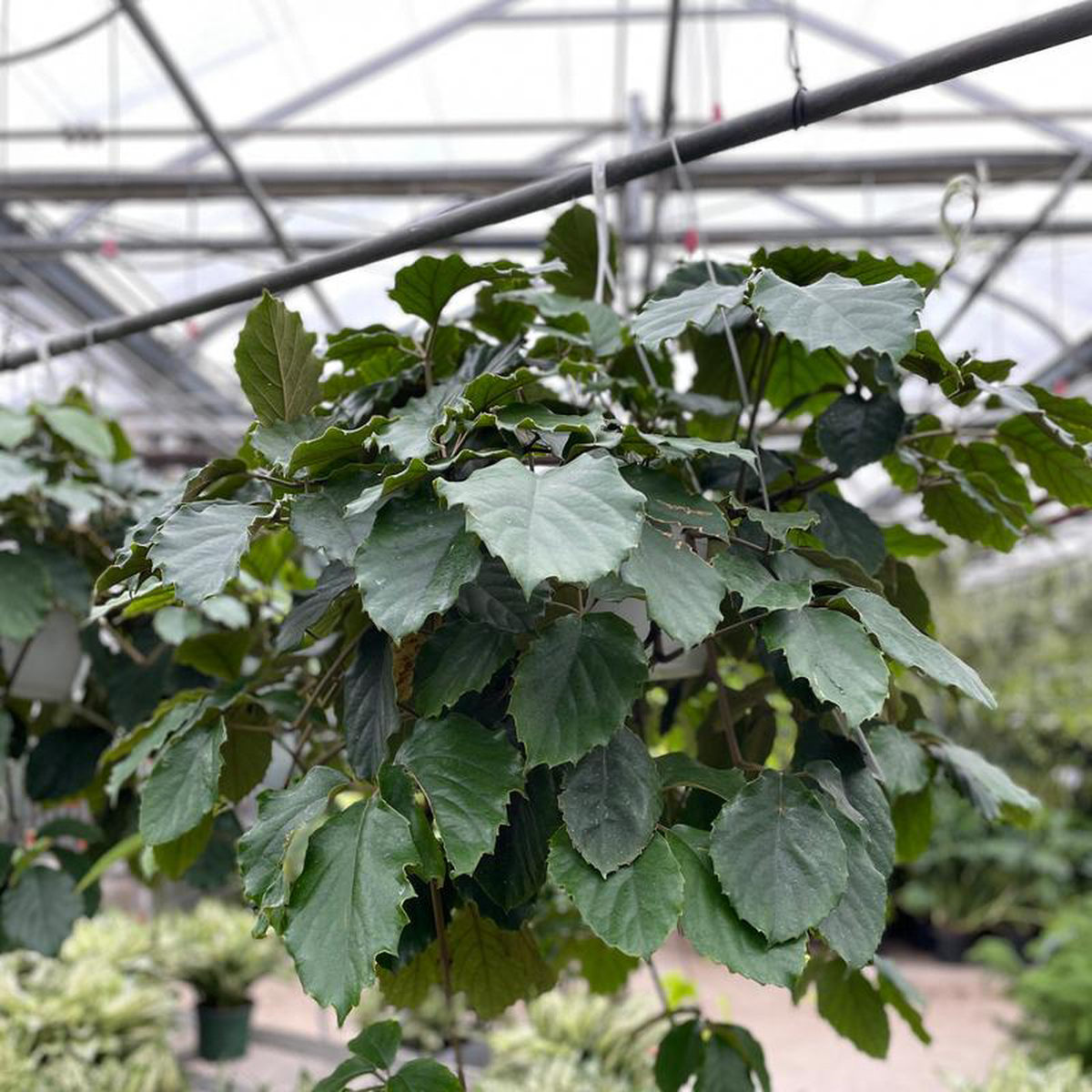 Chesnut Vine: Tetrastigma voinieranum  8 inch hanging basket