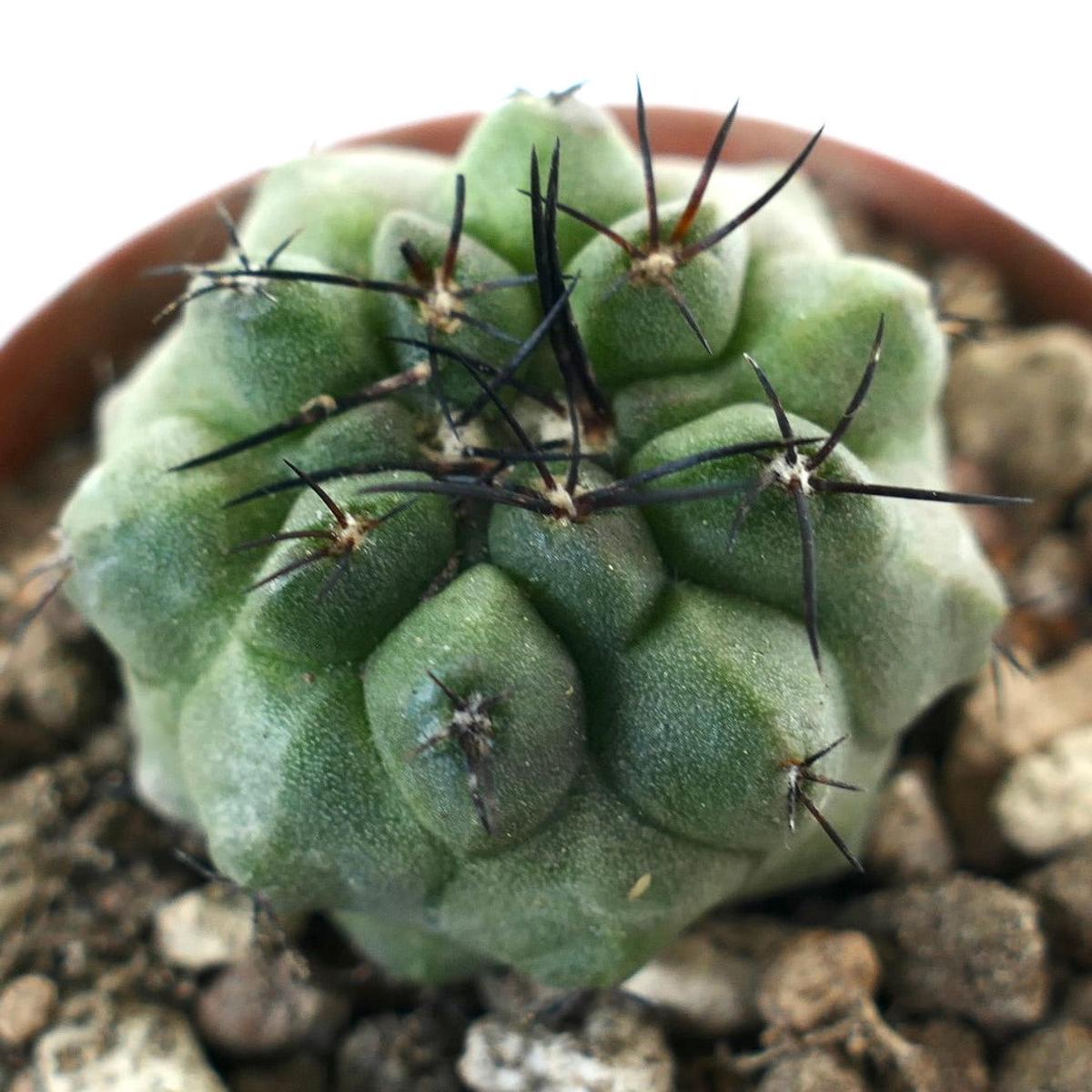 Copiapoa cinerea x hypogaea (GREEN & KIKKO)