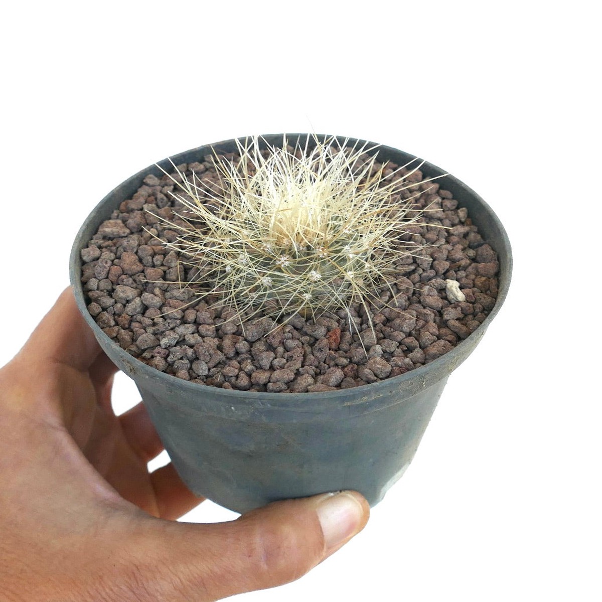 Copiapoa krainziana C310-G839