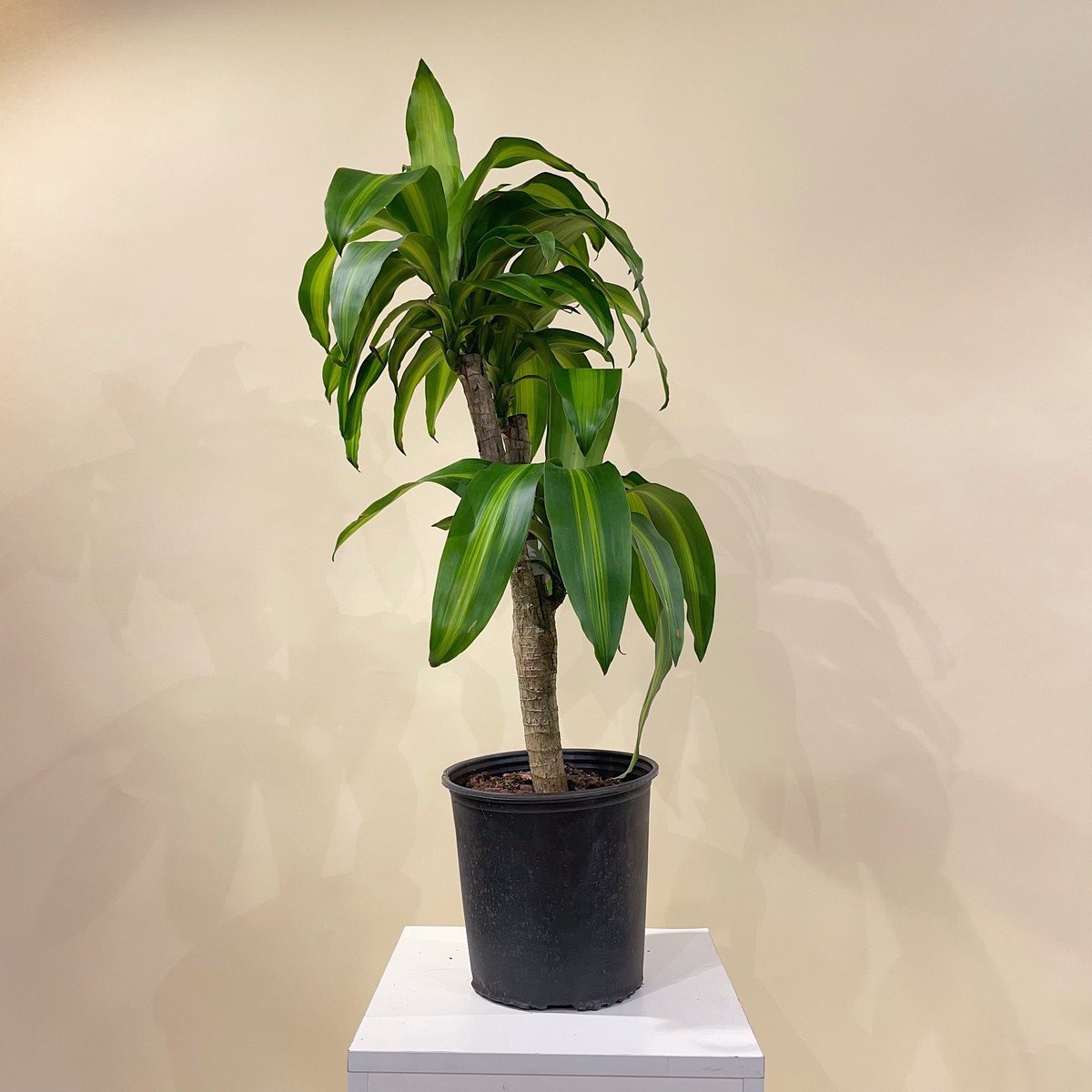 Corn Plant Stump: Dracaena massangeana - 10 inch pot - 2-3 foot tall