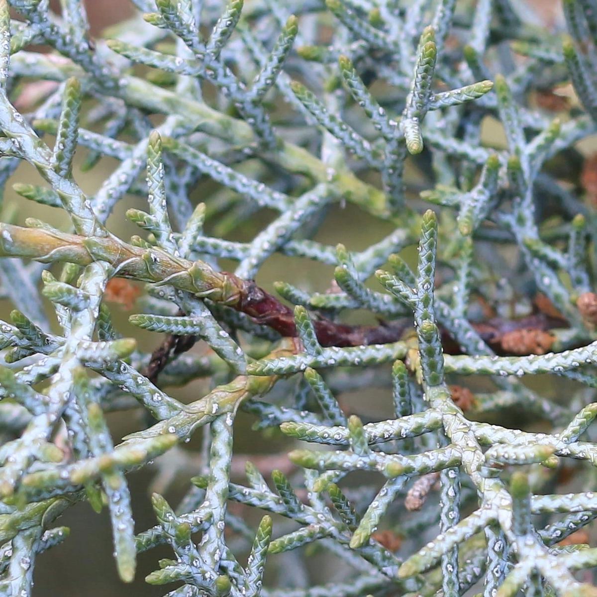 Cupressus arizonica 80-120cm