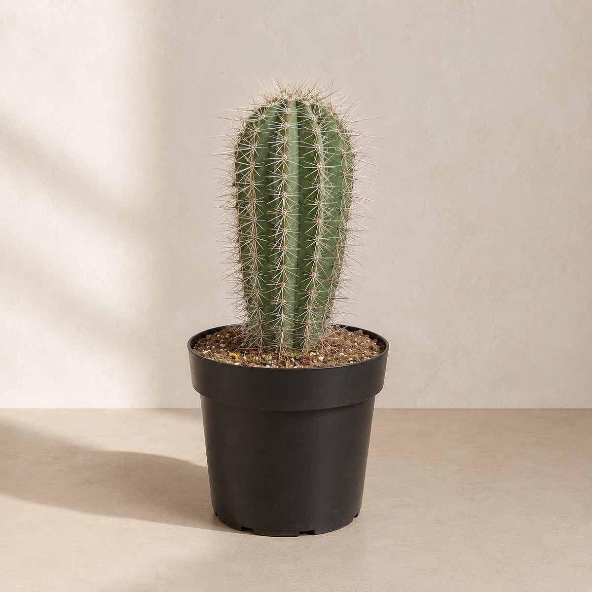Elephant Cactus: Pachycereus pringlei 'False Saguaro' - 10 inch pot - 1.5-2 foot tall