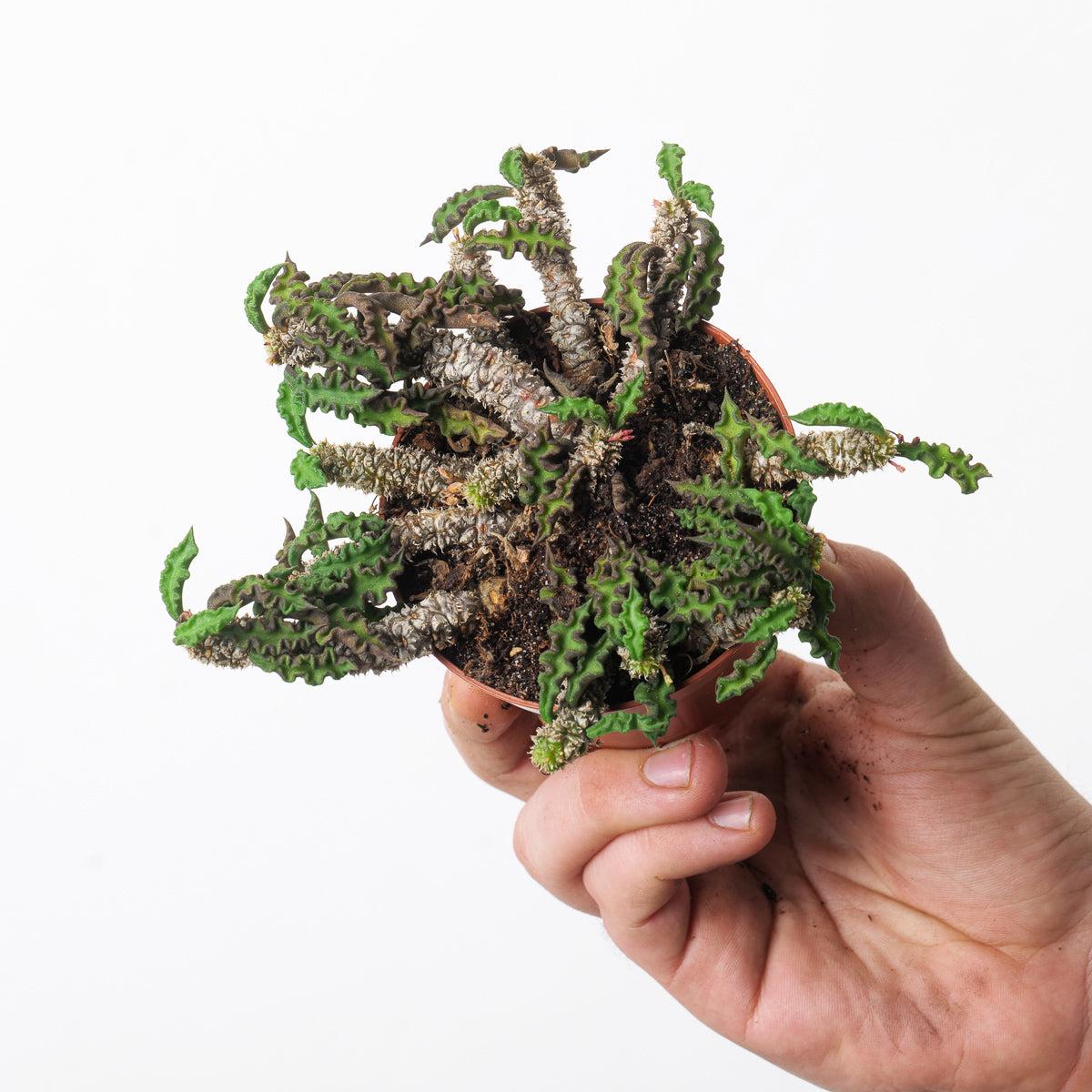 Euphorbia decaryi