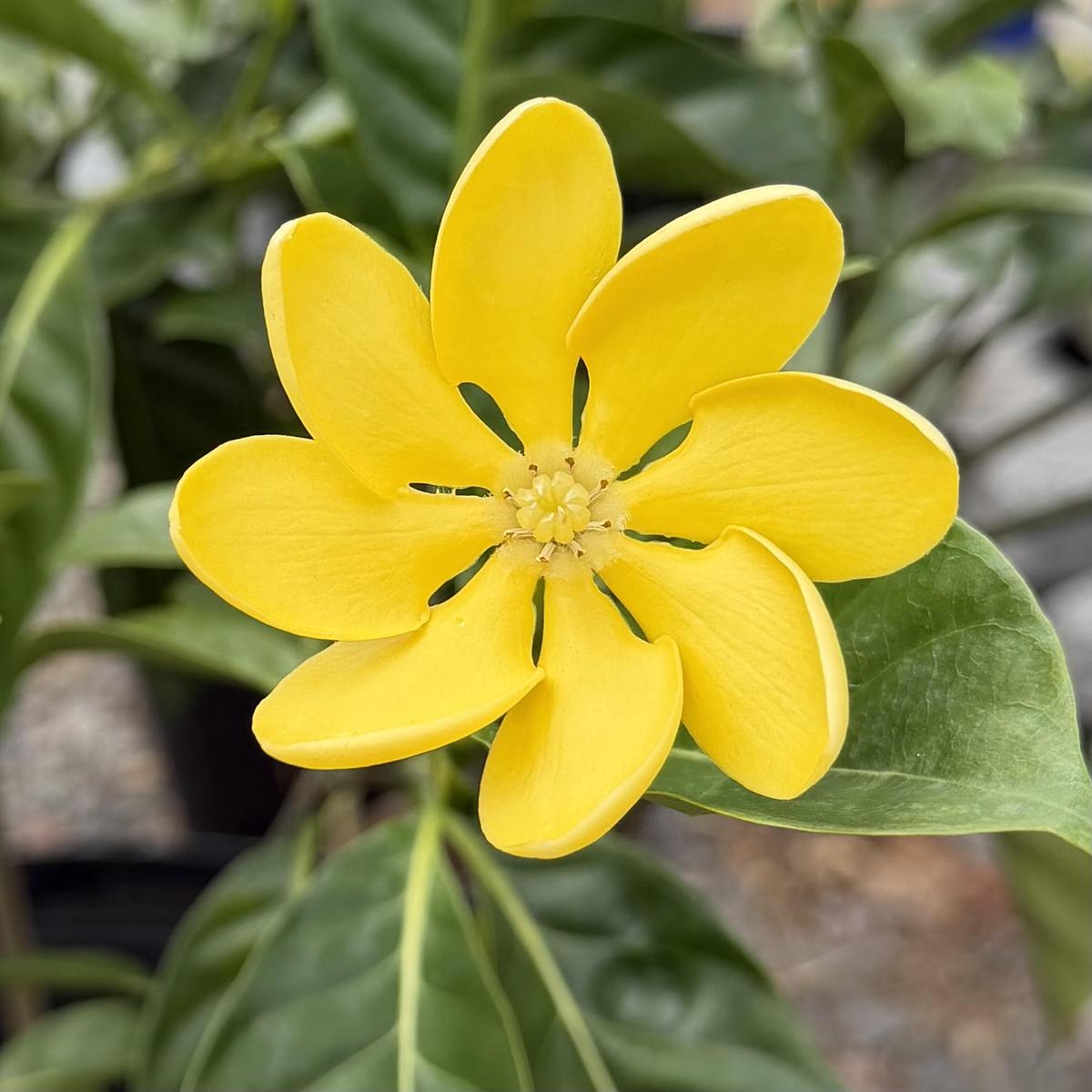 Gardenia 'Kula'