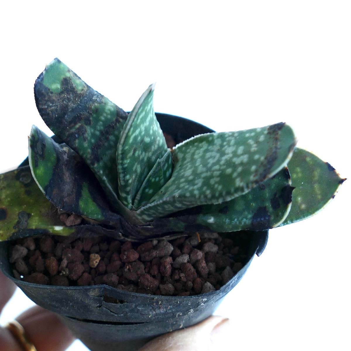 Gasteria bicolor SELECTED