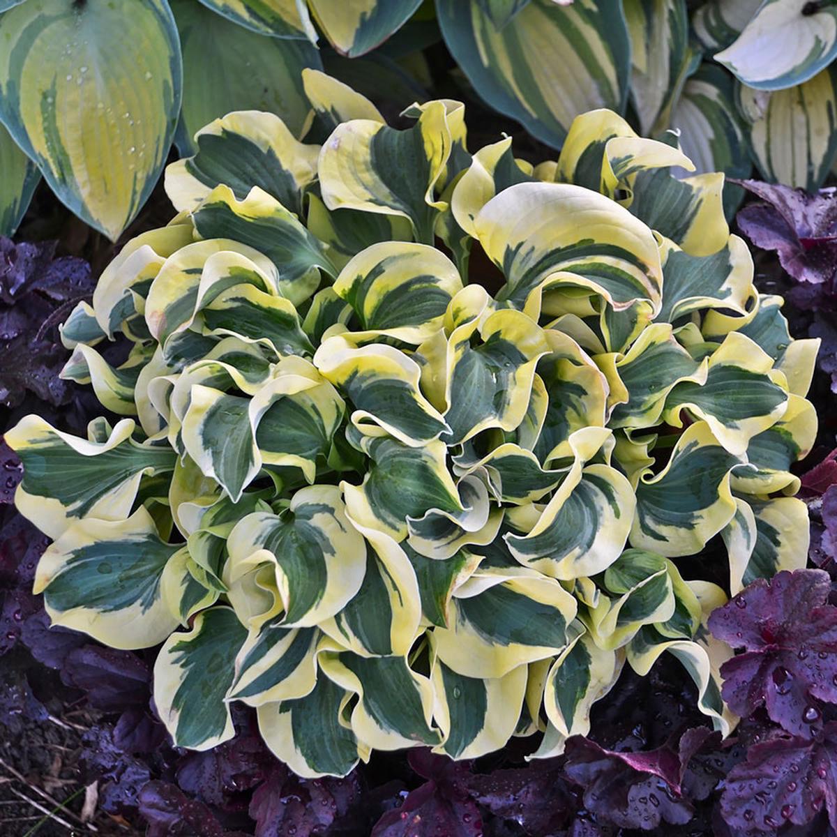 Hosta Mini Skirt Plantain Lily