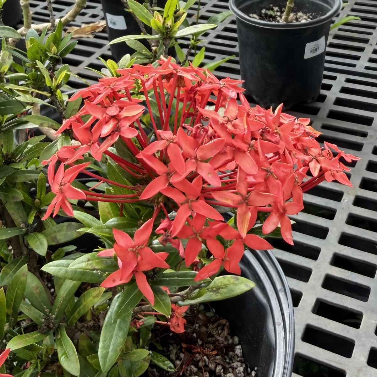 Ixora coccinea 'Thai Red'