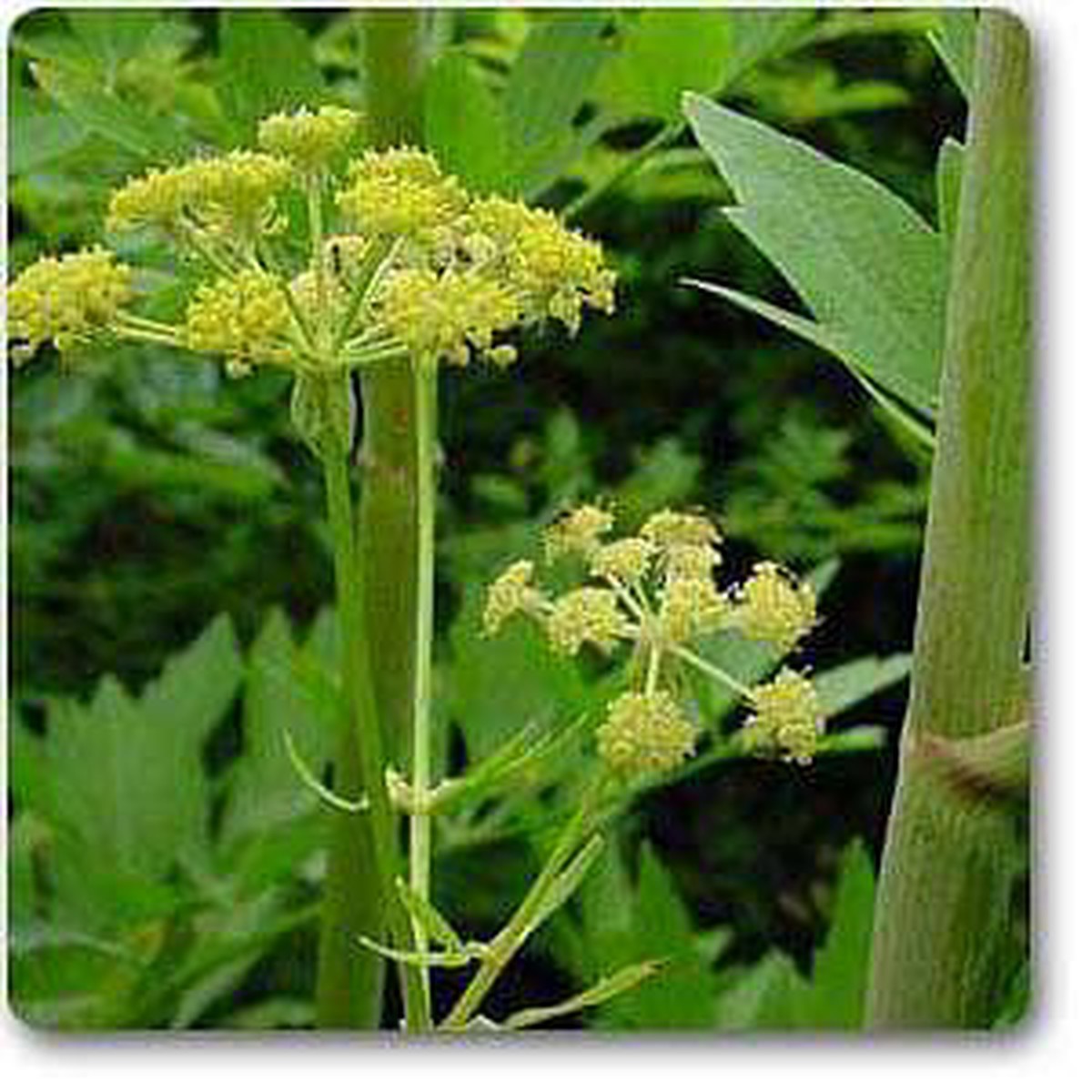Levisticum officinale - Plant
