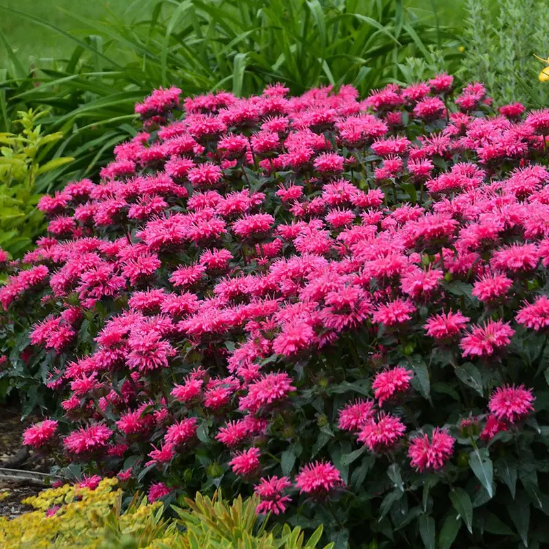 Monarda Sugar Buzz 'Bubblegum Blast' Bee Balm