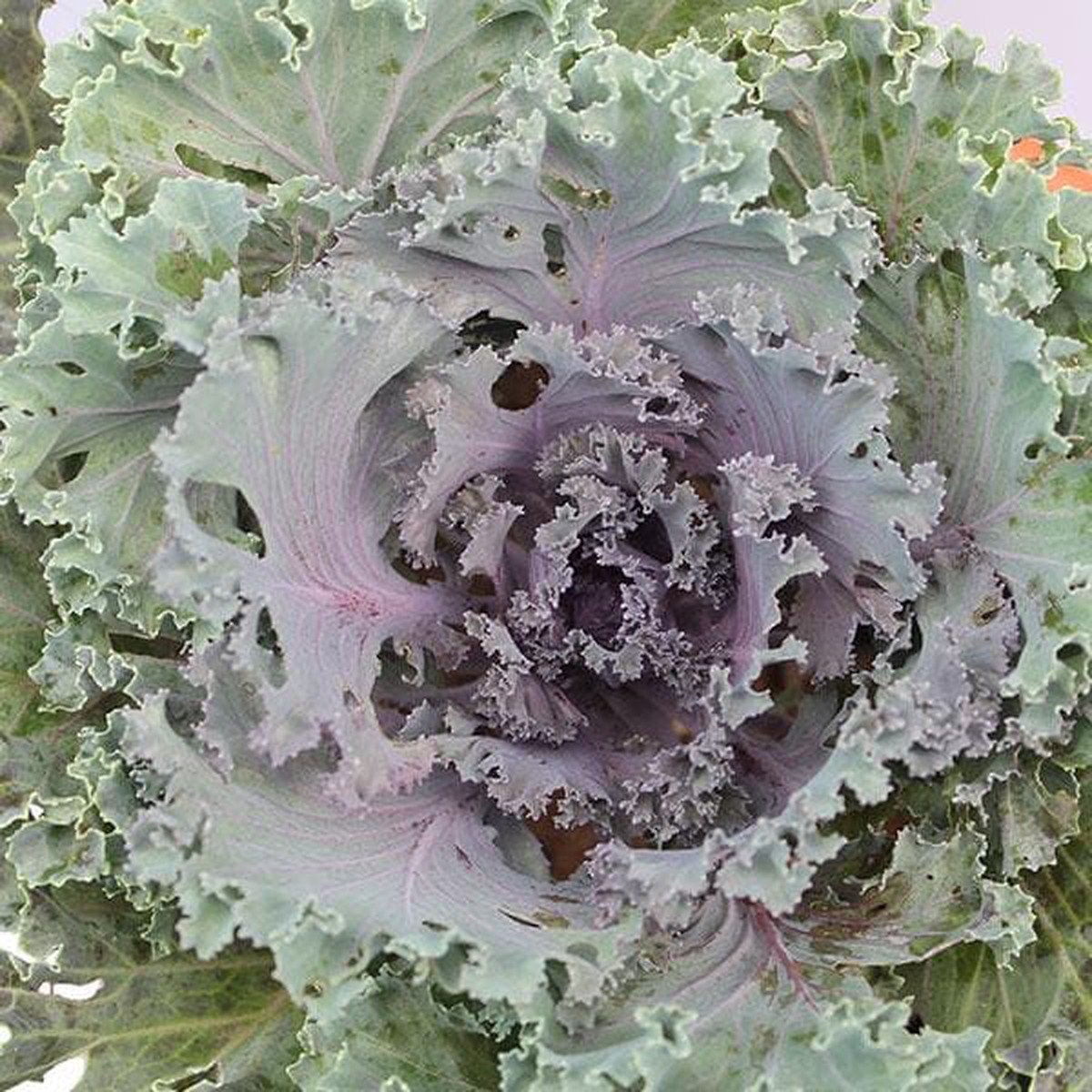 Ornamental Cabbage, Ornamental Kale (green) - Plant