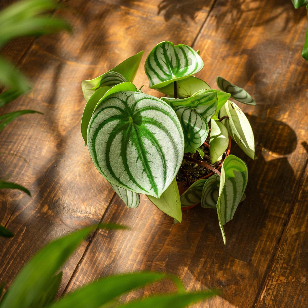 Peperomia Argyreia Watermelon - 14cm