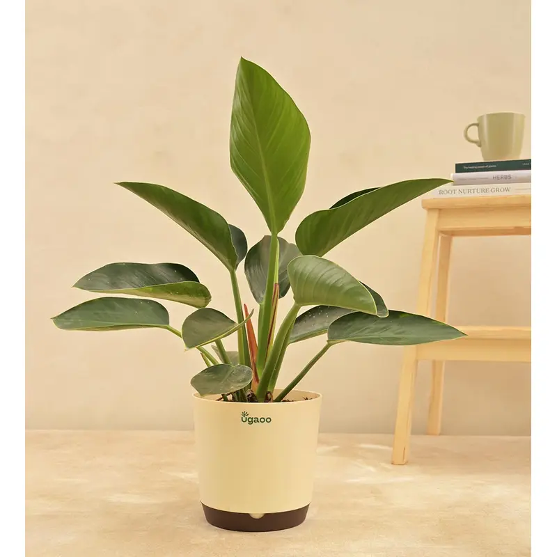 Philodendron Congo