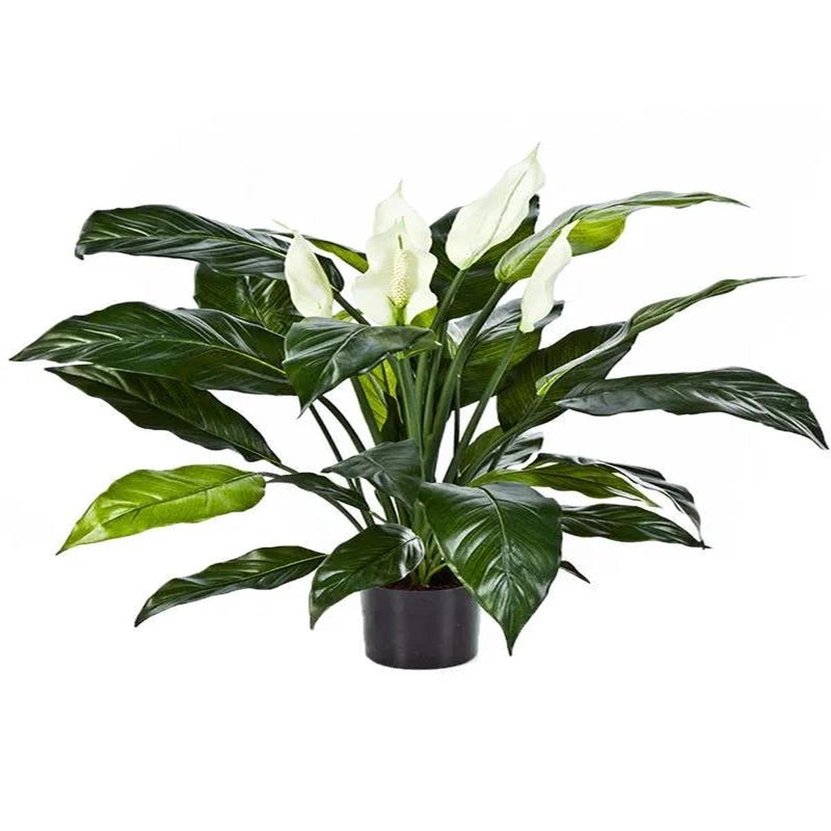Spathiphyllum Artificial Plant Premium Faux 73cm Height