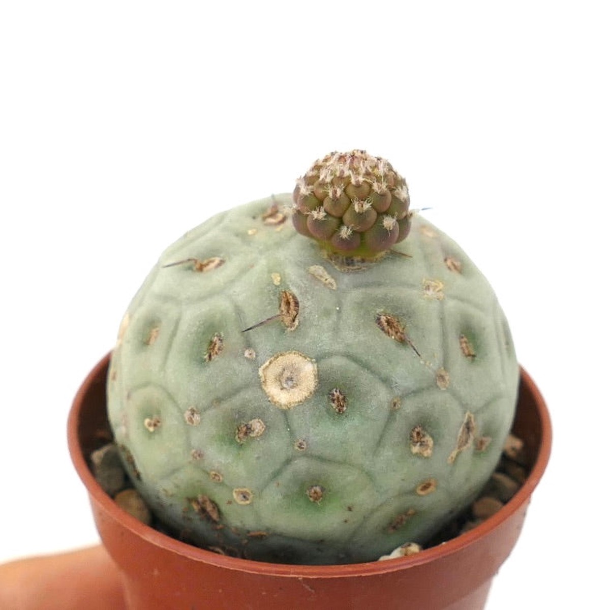 Tephrocactus geometricus SELECTED AP4