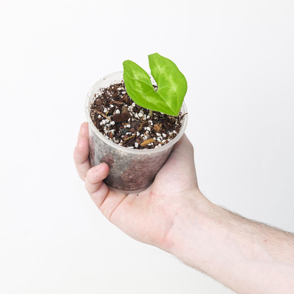 Ulearum donburnsii 'Green' - 9cm