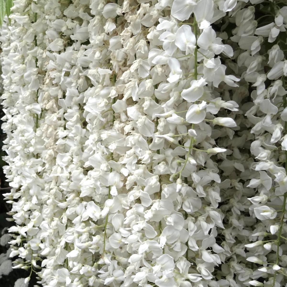 Wisteria floribunda ALBA