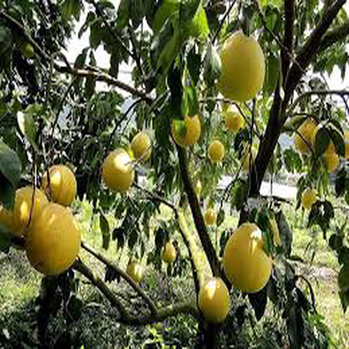 Yellow Mini Pummelo Fruit Seeds for Planting  Tangy, Heirloom & Non-GMO, High Germination Seeds