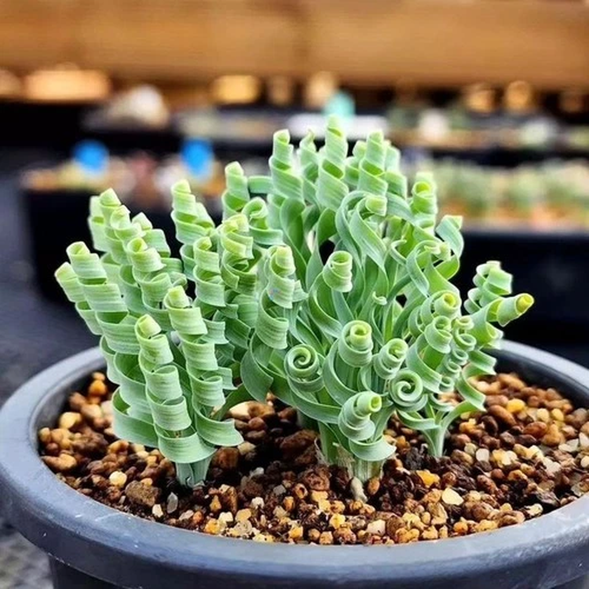 100 Seeds Albuca Concordiana Spiral Grass Ornamental Bonsai Decorative Succulent