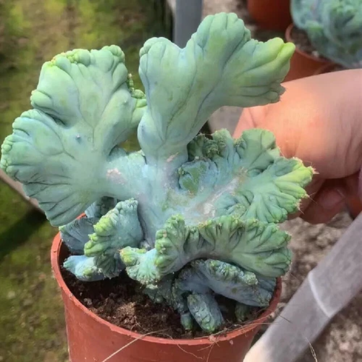 10CM Succulent Cactus Plant Myrtillocactus Geometrizans F. Cristata Petrified