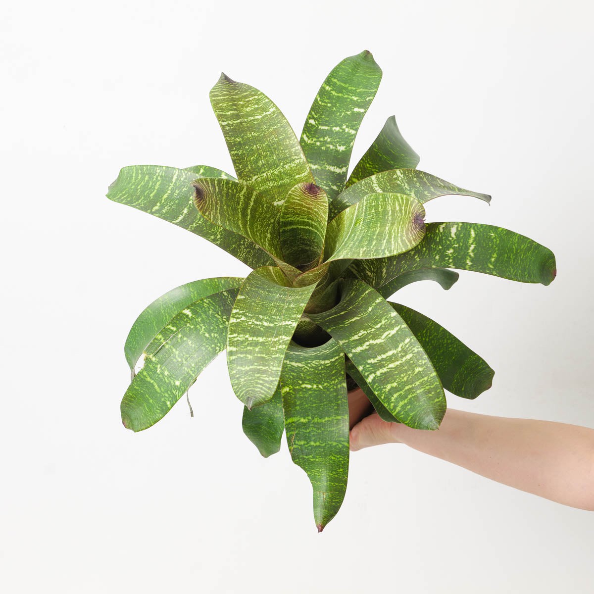 Vriesea sp. 15