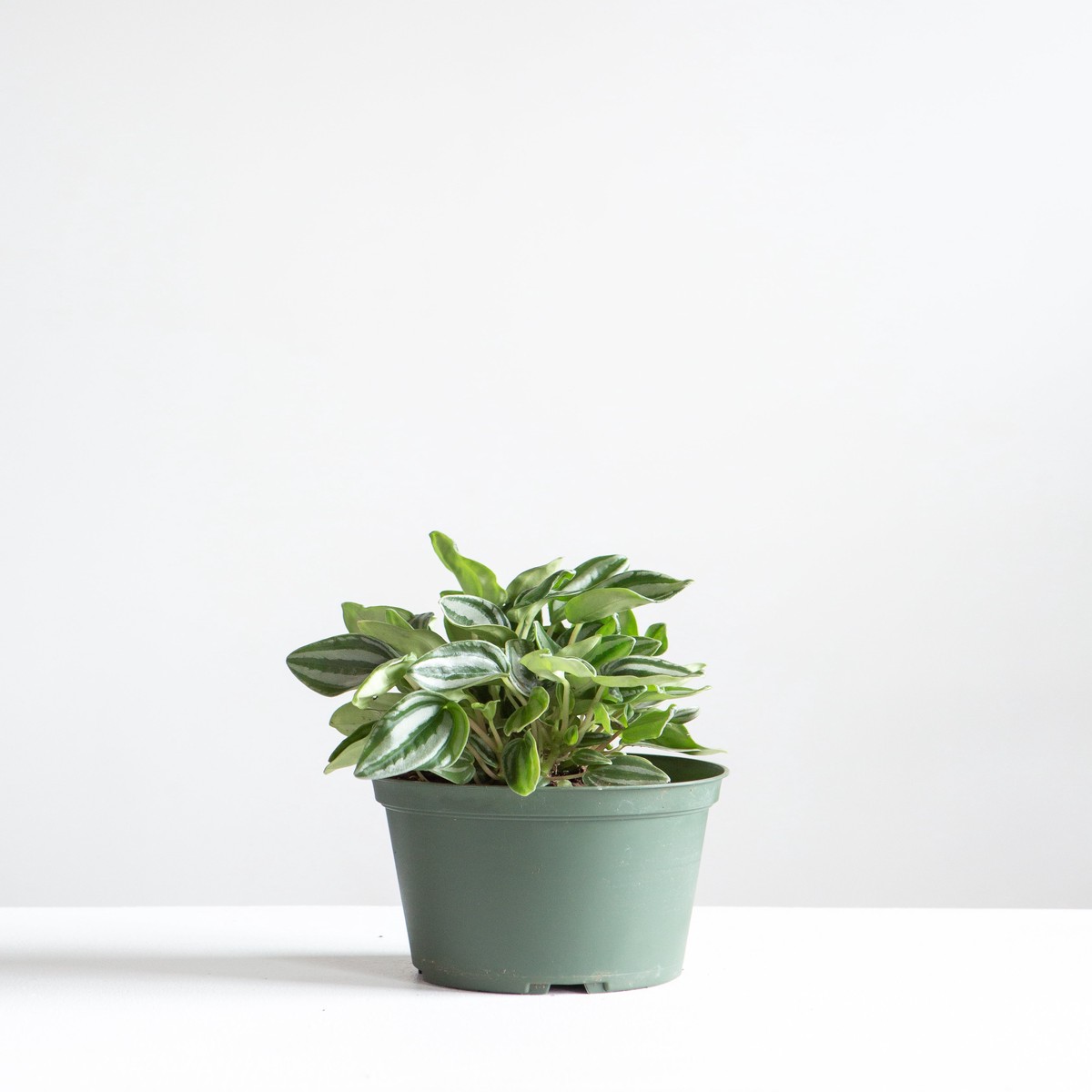 Watermelon Peperomia: Peperomia argyreia - 6 inch pot