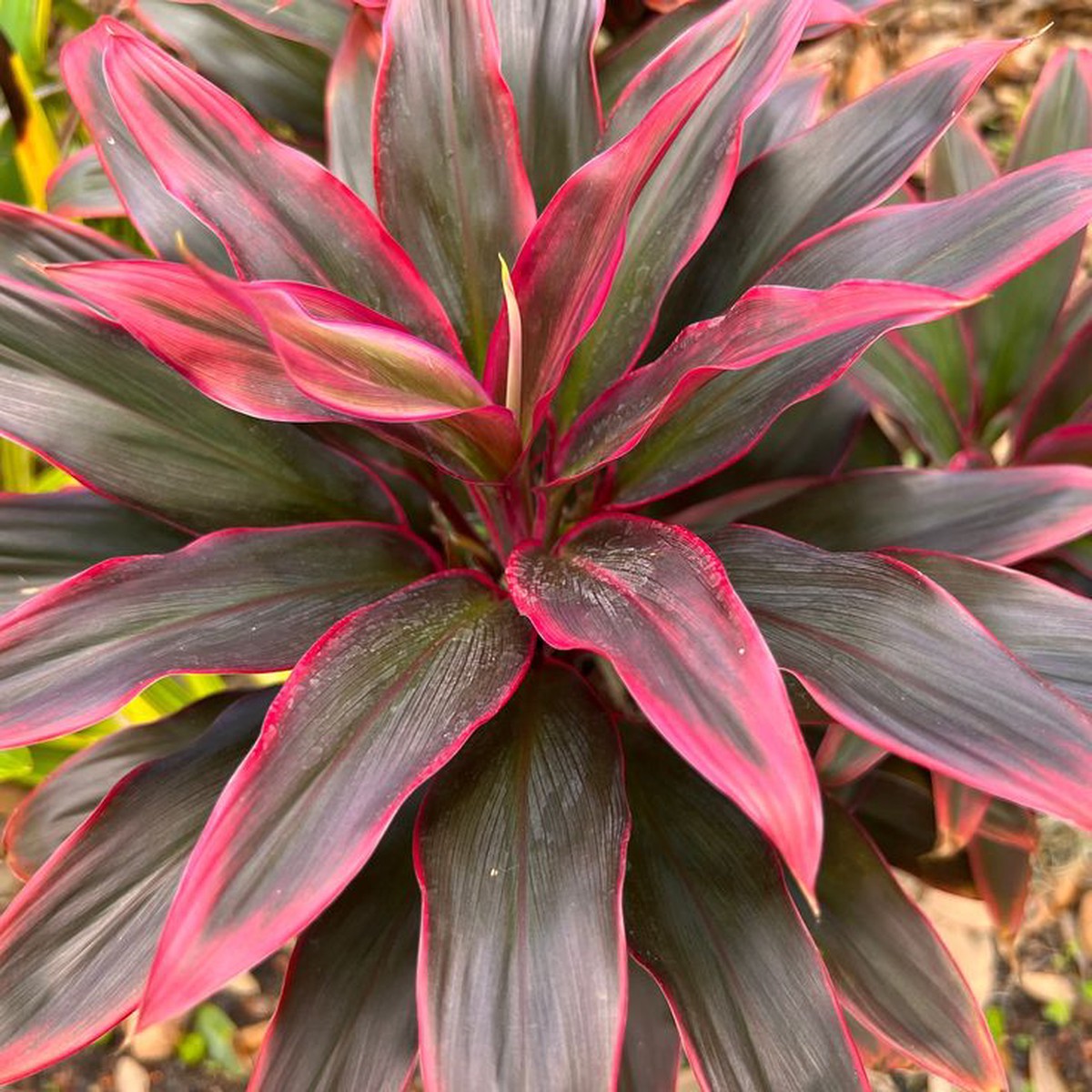 Ti Leaf, Red Compacta