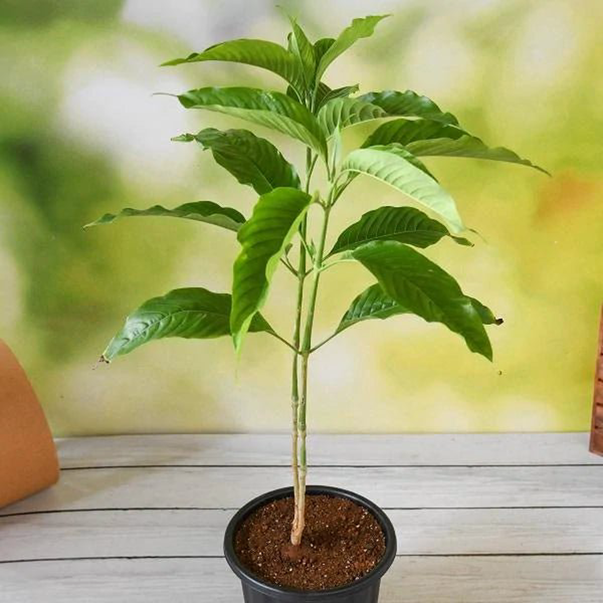 Vasaka, Adulsa Plant for Ashwini Nakshatra, Aries or Mesh Rashi - Plant