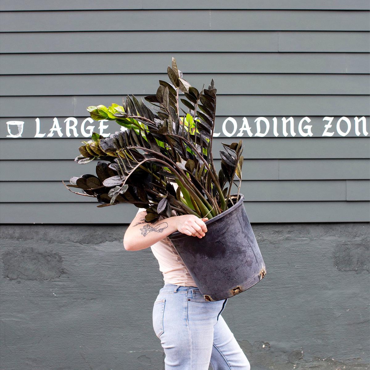 Zamioculcas zamiifolia 'Raven' - 2"