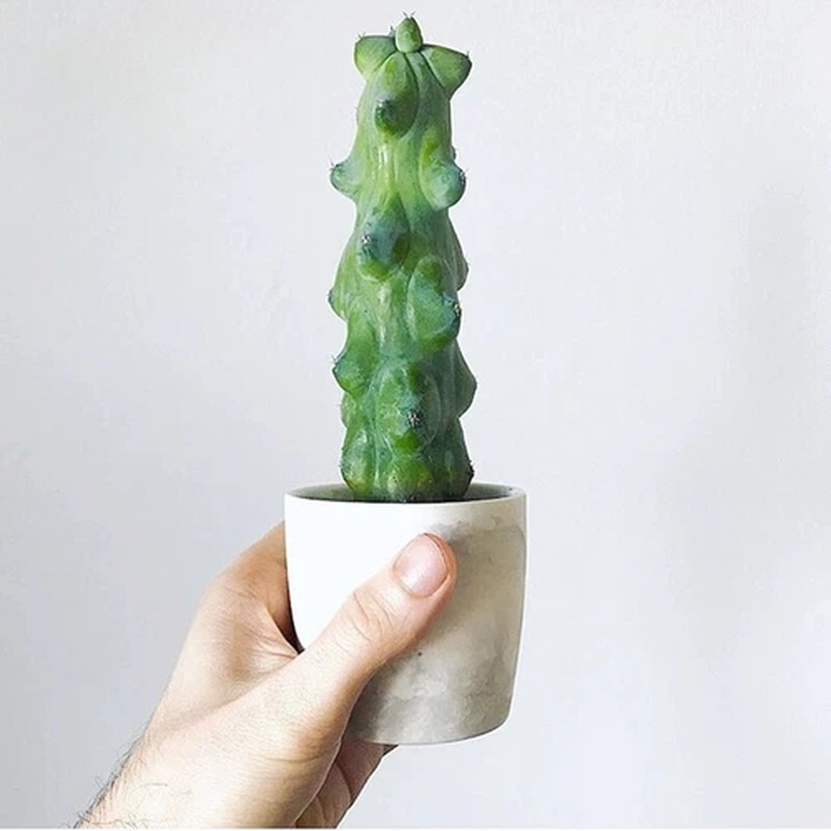 12CM Succulent Cactus Plant Myrtillocactus Geometrizans Fukurokuryuzinbokun