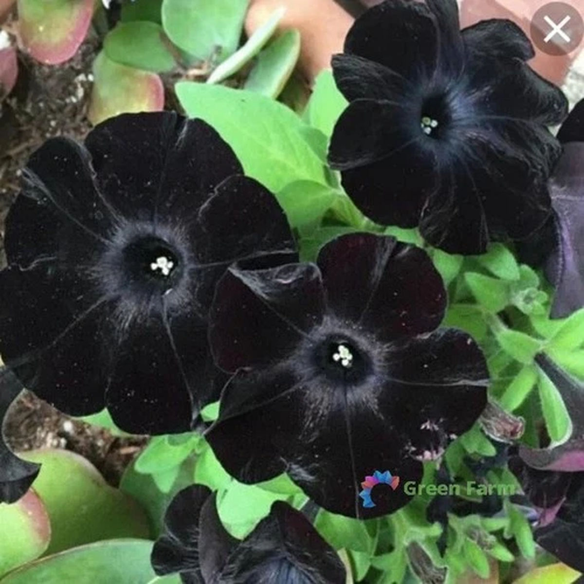 100 Seeds Rare Super Black Cat Petunia Home Garden Black Velvet Phantom Flowers