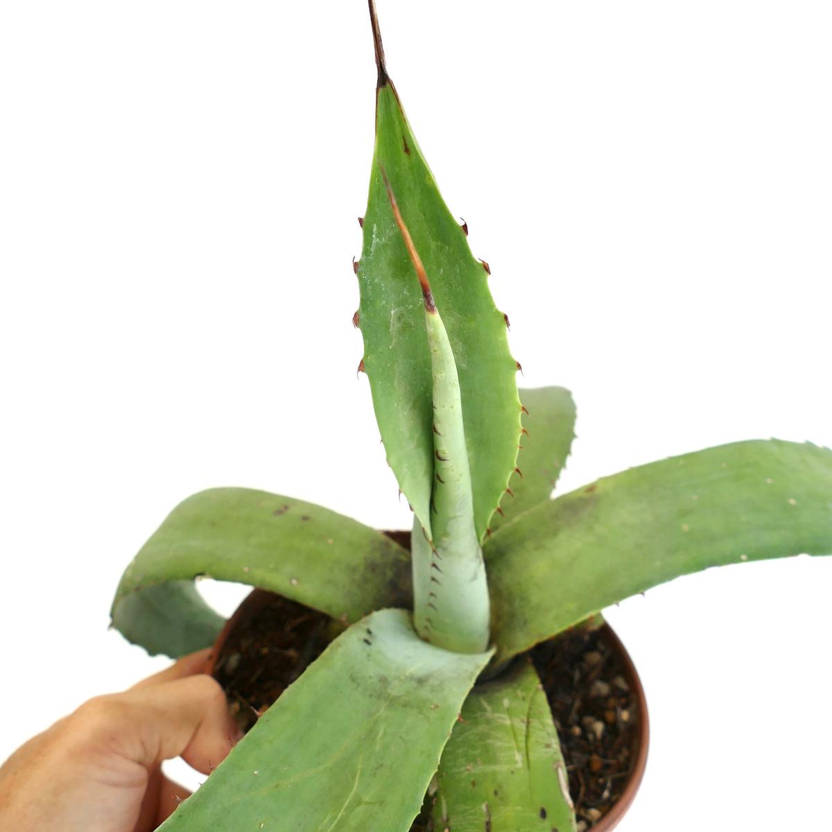 Agave eborispina LONG FINAL SPINES x guiengola