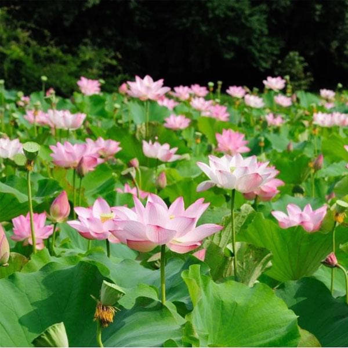 Water Lily (Any Color) - Plant