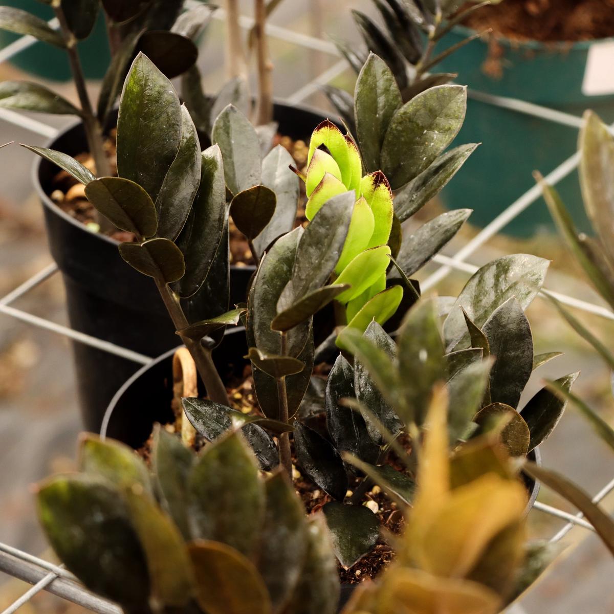 Zamioculcas zamiifolia 'Raven ZZ'