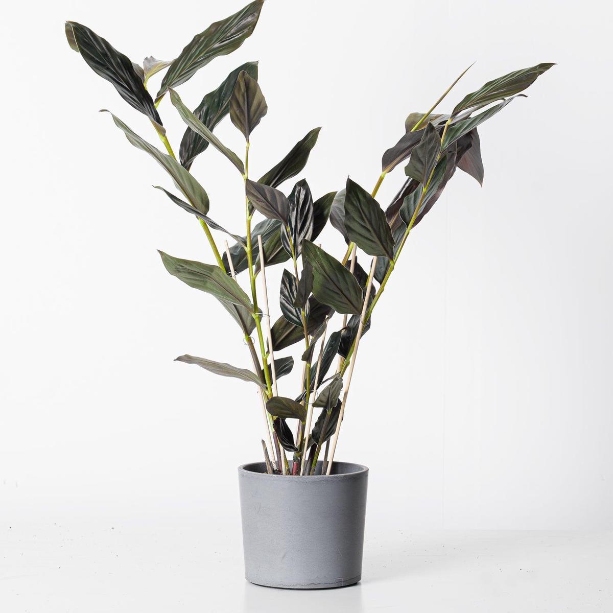 Zingiber malaysianum 'Chocolate'