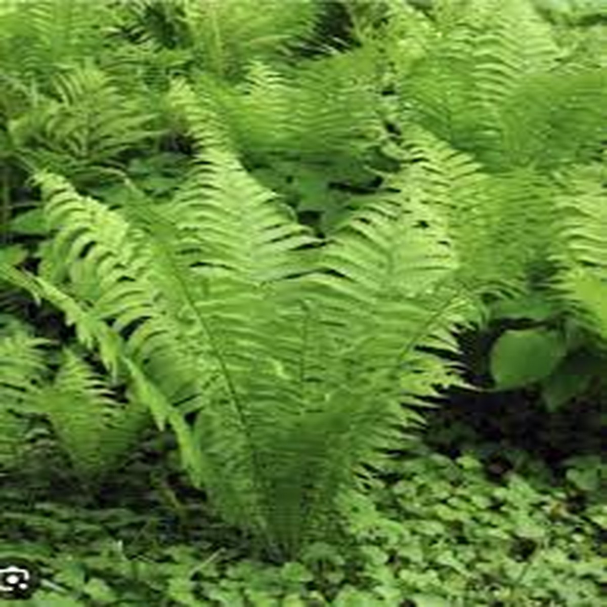 10 Ostrich Ferns, Matteuccia struthiopteris, Bare Root Perennial Shade Plants, Native Woodland Garden