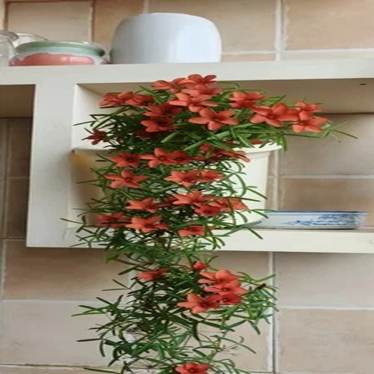 1x bulb, Oxalis pure red#3 #5, Bulbs Succulents 04/02/2026