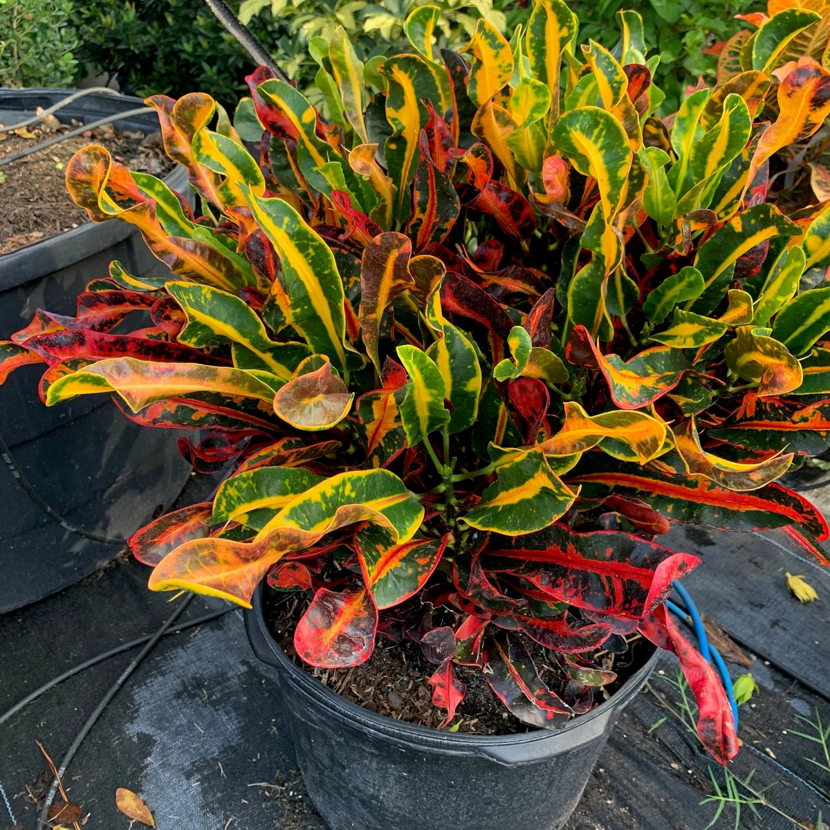 Croton, Mammy
